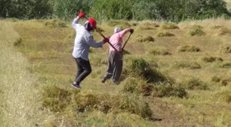 Gercüş'te mercimek hasadı başladı