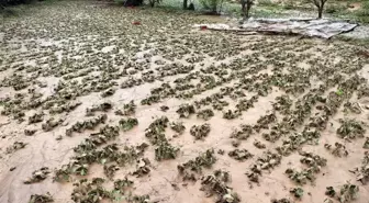 Yozgat'ta yaşanan sel felaketi sonrası zarar gün yüzüne çıktı