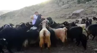 Bingöllü çobana Malatya'dan rakip