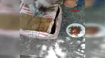 ÇANAKKALE Kedi ve yavruları, ağzı telle bağlı kolide ölüme terk edildi
