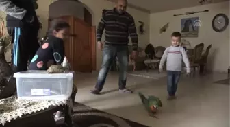 Filistinli hayvansever evini hayvanat bahçesine dönüştürdü (1)