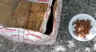 Kedi ve yavruları, ağzı telle bağlı kolide ölüme terk edildi