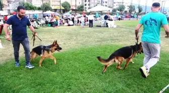 Farklı köpek ırkları Nilüfer'de buluştu