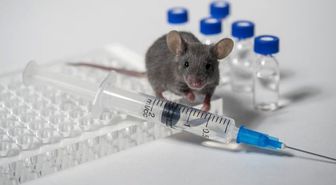 Genç Farelerde Bulunan Bir Protein, Yaşlı Farelerin Ömrünü Uzattı
