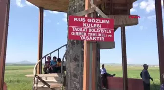 KARS KURUMA TEHLİKESİNDEKİ KUYUCUK KUŞ CENNETİ'NDE KUŞ FESTİVALİ