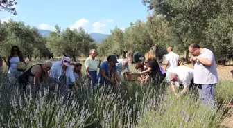 Kazdağları'nda lavanta hasadı başladı