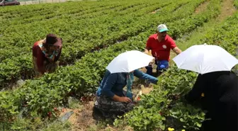 Tavsiye üzerine başladıkları çilek üretiminde şimdi siparişlere yetişemiyorlar