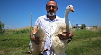 Ülke üretimine katkı sunmak için kaz çiftliği kurdu