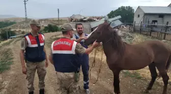 At hırsızı yakalandı