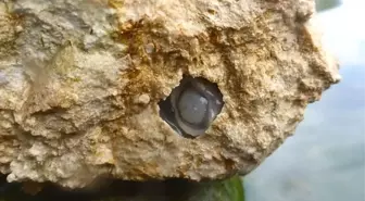 Yediği Taşları Kum Olarak Çıkaran Bir Canlı Keşfedildi