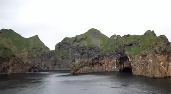 Beluga balinaları izlanda'ya vardı