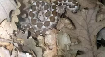 Tekirdağ'da zehirli yılan paniği