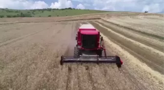 Buğday hasadında verimli yıl