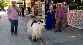 Keçisi ile evcilleştirdiği kargaları arkadaş oldu