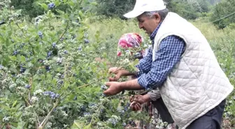 7 yıl önce yaban mersini bahçesi kurmuştu! Şu an 1 dönümünden 80 bin lira kazanıyor