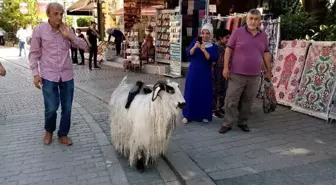 (Özel) Yanından ayırmadığı keçisiyle evcilleştirdiği kargaları arkadaş oldu