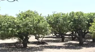 Çeşme'de sakız ağaçlarından hasat zamanı