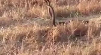 Yılanların çiftleşme dansı Kahramanmaraş'ta görüntülendi