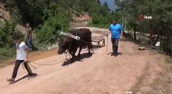 Artvin'de boğalar Kafkasör festivali öncesi kampa girdi