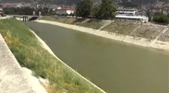 Asi Nehri'nde balık ölümleri