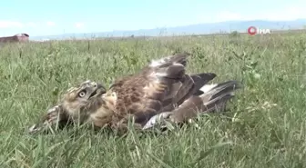 Kars'ta yol kenarında yaralı kızıl şahin bulundu