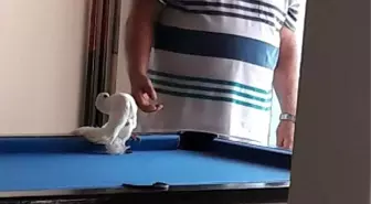 Tüfekle vurulan güvercin otelin lobisine girdi