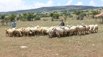 Türkiye'nin ilk damızlık koç-teke üretim istasyonu faaliyete başladı