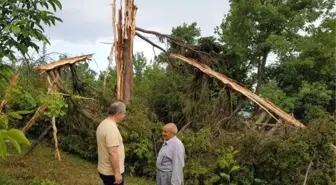 Yıldırım düşen ağaç parçalandı