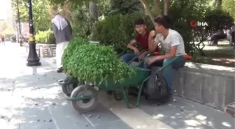 Köyde topladıkları maydanozları satıp harçlıklarını çıkarıyorlar