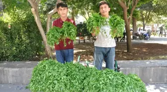 Köyden topladıkları maydanozları satıp harçlıklarını çıkarıyorlar