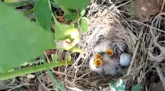 Marul bahçesindeki kuş yuvasında 5 yavruyla karşılaştı