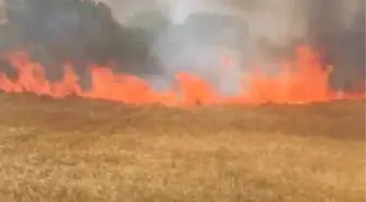 Silivri'de 6 dönümlük buğday tarlası yandı