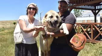 Yabancı turizm acentası yetkililerinin 'Kangal' sevgisi