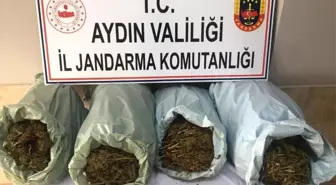 İzmir'den gelip Aydın'a kenevir etkiler