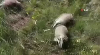 Tedavileri tamamlanan porsuklar doğaya bırakıldı