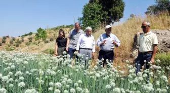 Muğlalı çiftçiler 'Elcik soğanı'nı markalaştırmak istiyor