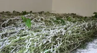 Nallıhan'da ipek böceği gelir kapısı oldu