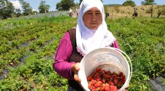 Dağ çileğine yoğun ilgi