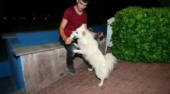 Eskimo cinsi köpeğin dondurma aşkı