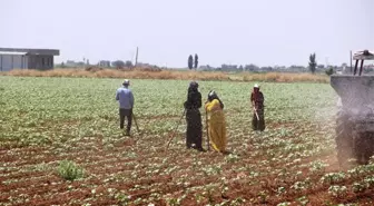 Ekmek davası için kavurucu sıcakta çalışıyorlar