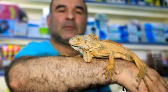 Gençlerin iguana ilgisi