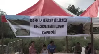 Kayısı fosili bulunduğu iddiası