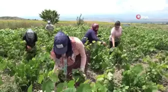 Tokat yaprağı Japonya'nın da ilgisini çekti