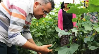 Gevaş'ta sebze üretimi