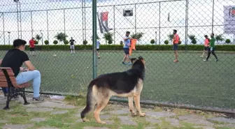 Köpeğin futbol tutkusu