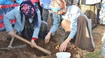 Mardin'in ata tohumları, Suriyeli mültecileri iş sahibi yaptı