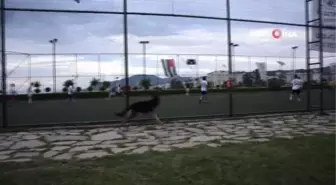 Sokak köpeğinin futbol tutkusu