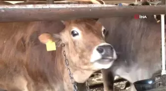 Uzmanından kurban uyarıları