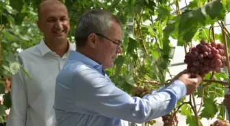 Vali Deniz, Bağcılık Araştırma Enstitüsünde incelemelerde bulundu