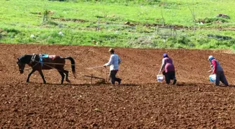 Beyşehir'in Akçabelen Çetmi Şeker Fasulyesi coğrafi işaret aldı